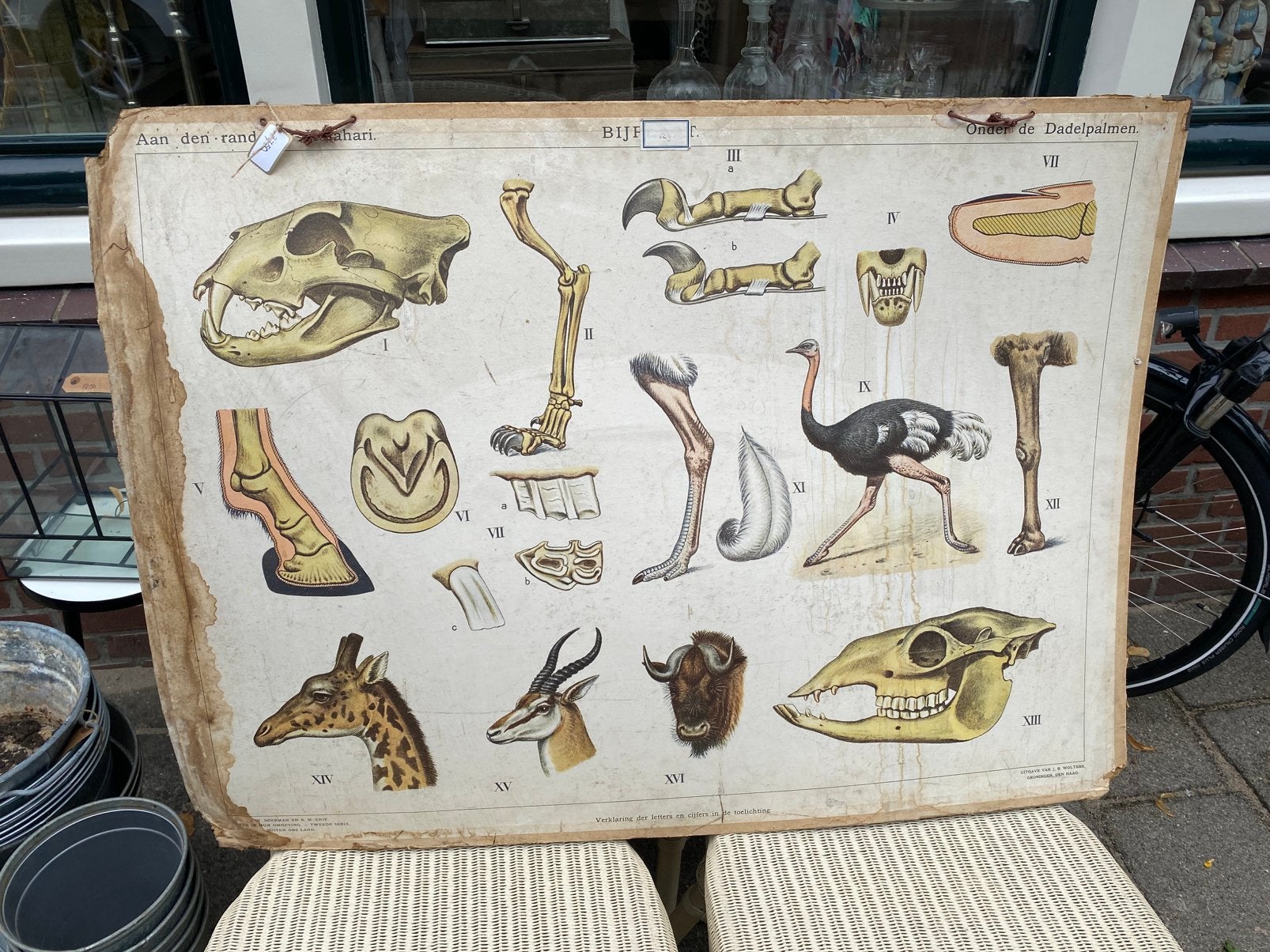 Grote Oude Schoolplaat, Wolters, Brocante, Borneo, Dieren, Ophalen, Natuur en Biologie