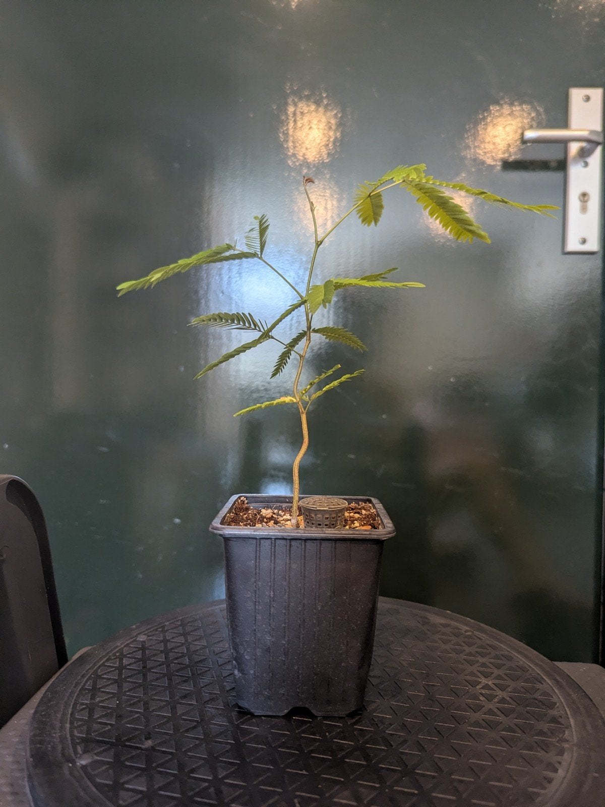 Everfresh tree (Pithecellobium confertum) エバーフレッシュ, Overige soorten, Volle zon, Vaste plant, Ophalen of Verzenden