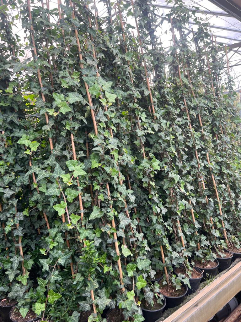 Hedera helix (Kleinbladig) - Klimop 150/175 cm, Tuin en Terras, Planten | Tuinplanten, Ophalen, Vaste plant, Bloeit niet, Halfschaduw