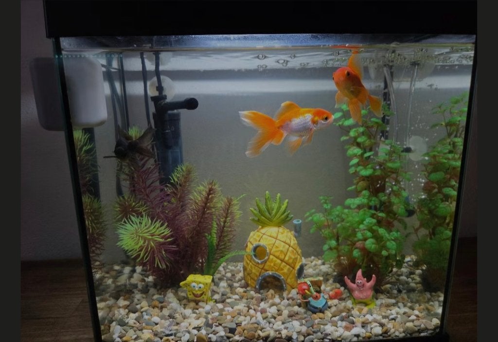 Aquarium, Vis