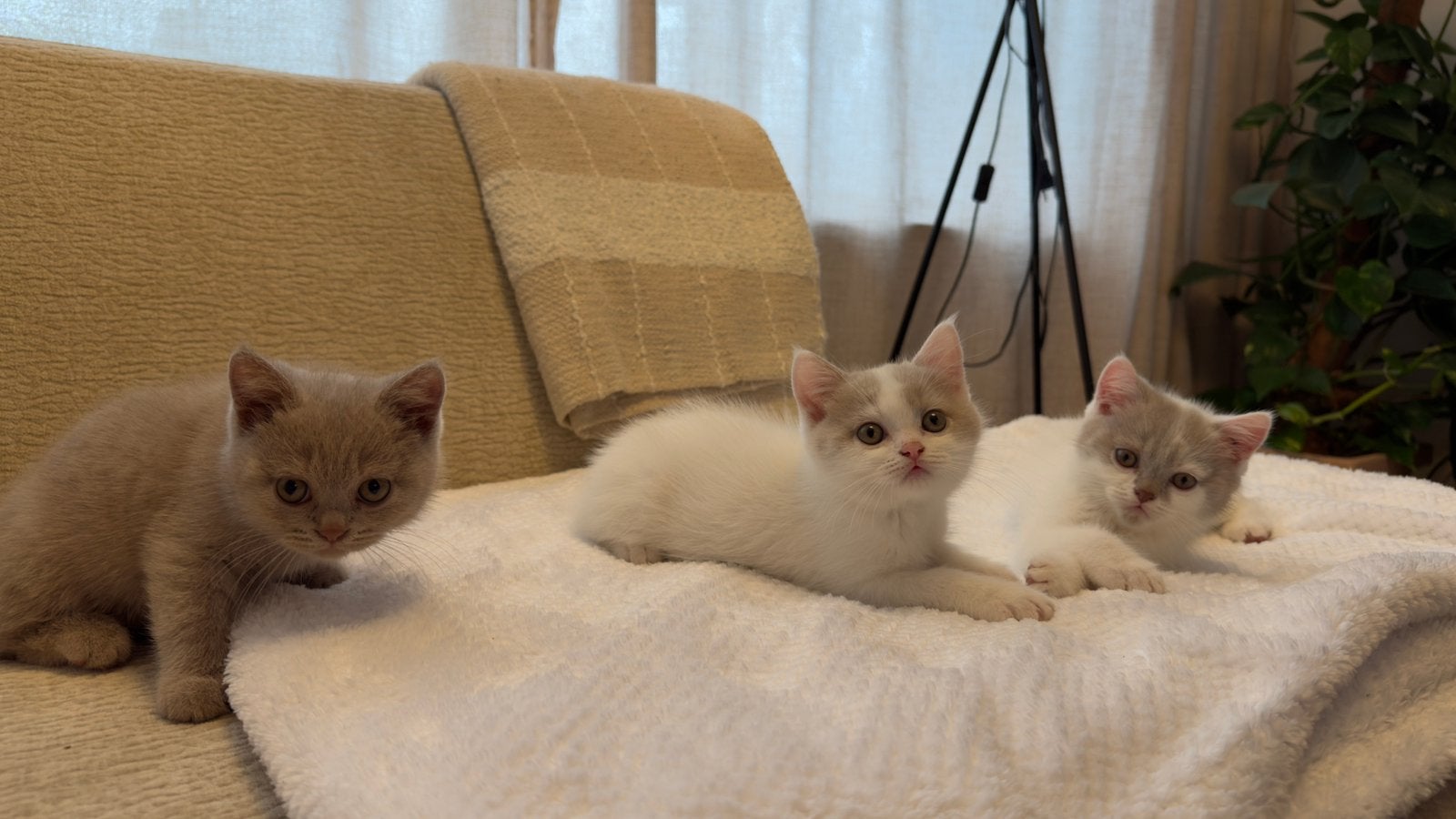 3 prachtige Britse korthaar katertjes, Dieren en Toebehoren, Kater, Ontwormd, 0 tot 2 jaar