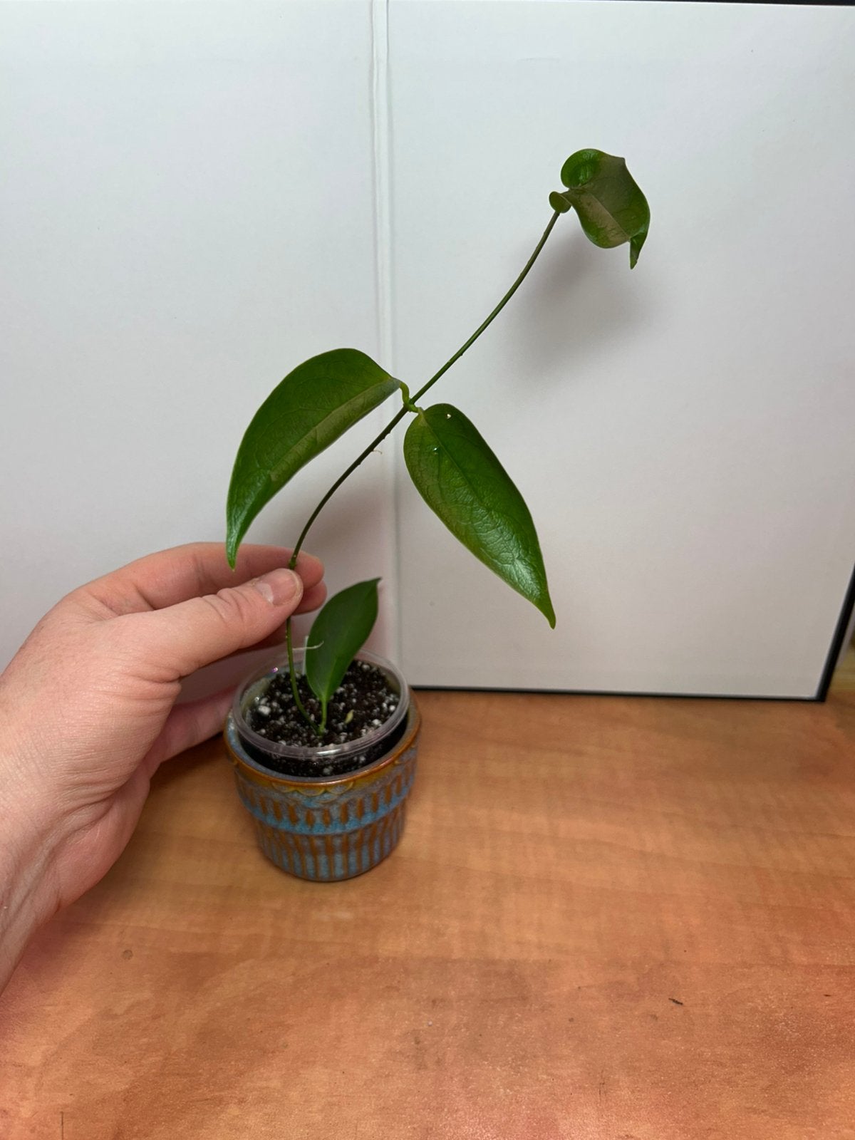 Hoya chloroleuca, Ophalen of Verzenden, Halfschaduw, Minder dan 100 cm
