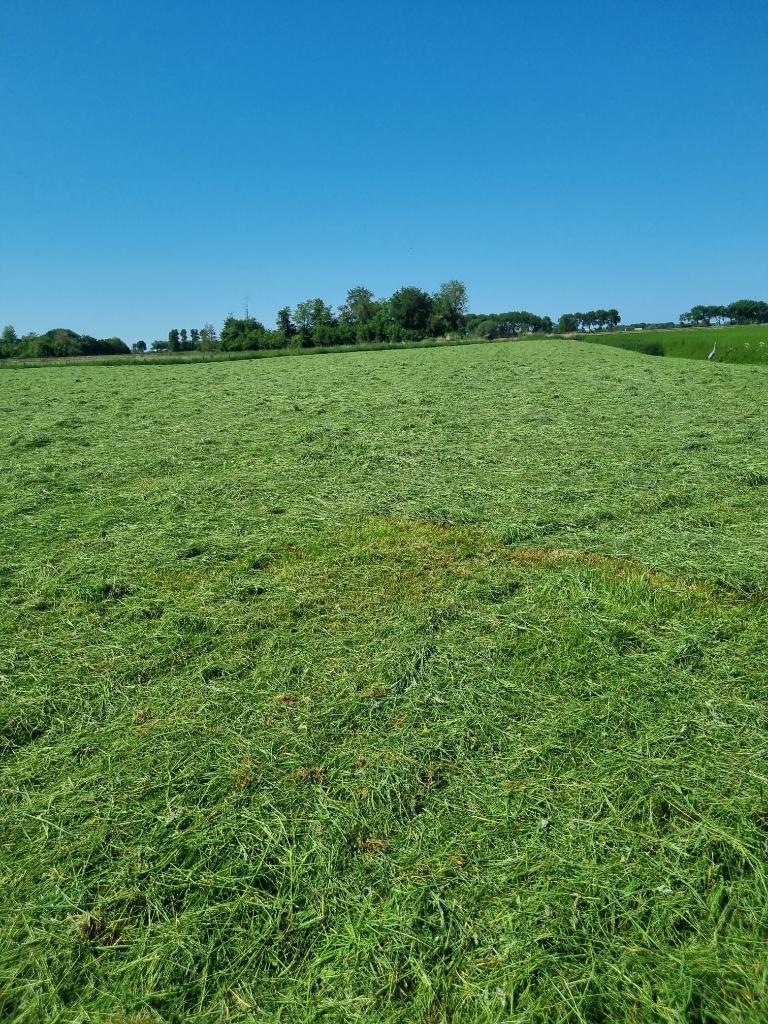 zaterdag pakjes hooi 30 mei  te  4 euro pakje, Mannelijk, Schaap