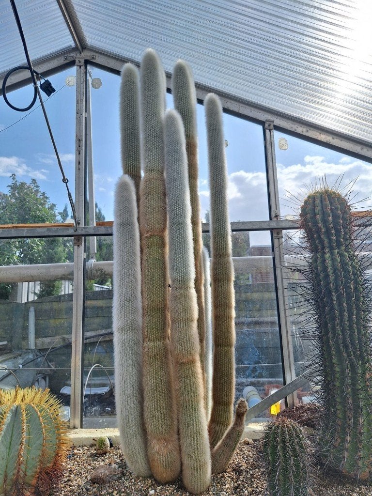 Grijsaard cactus, cleistocactus straussii , 2 stuks, Ophalen, Cactus, Volle zon, 100 tot 150 cm