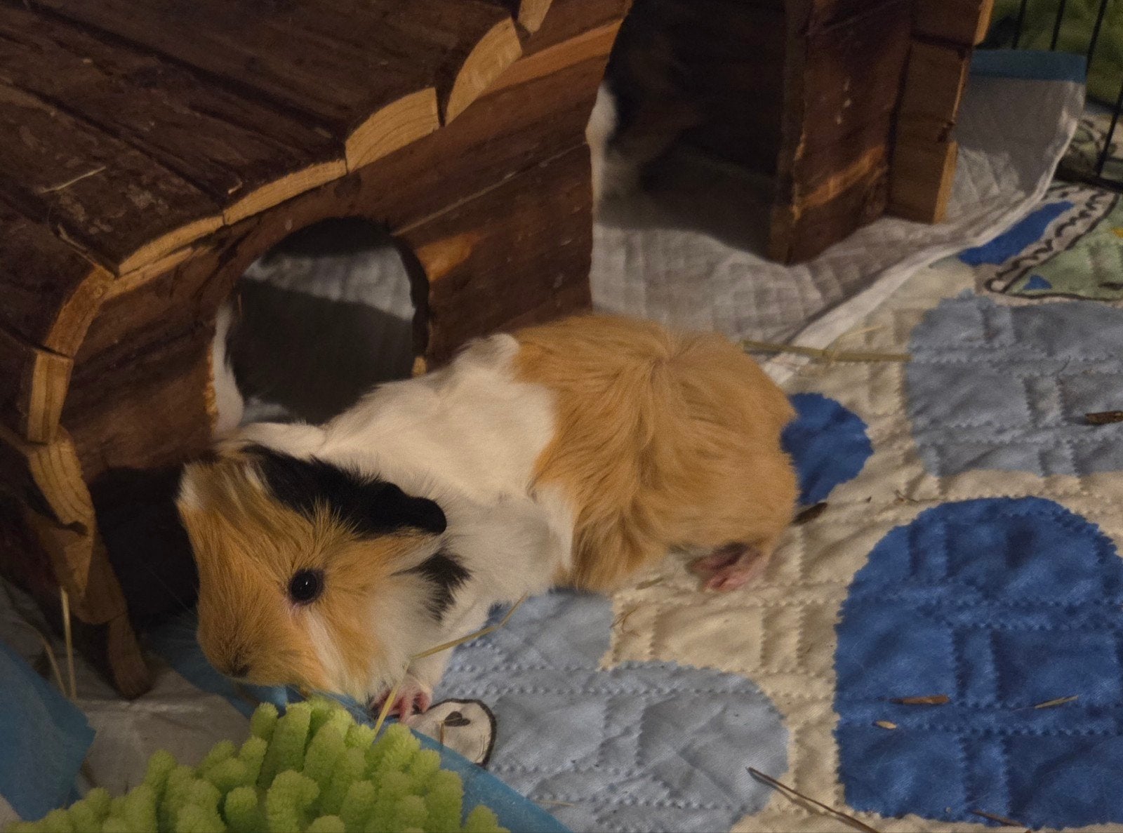 Cavia beertje. Bijna 3 weken., Juni, Mannelijk, Cavia