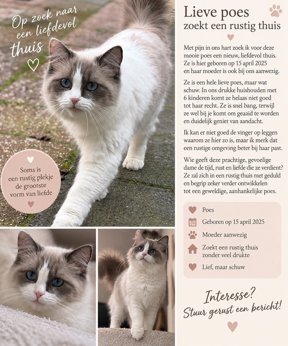 Ragdoll Poes — Herplaatser, Dieren en Toebehoren, Poes