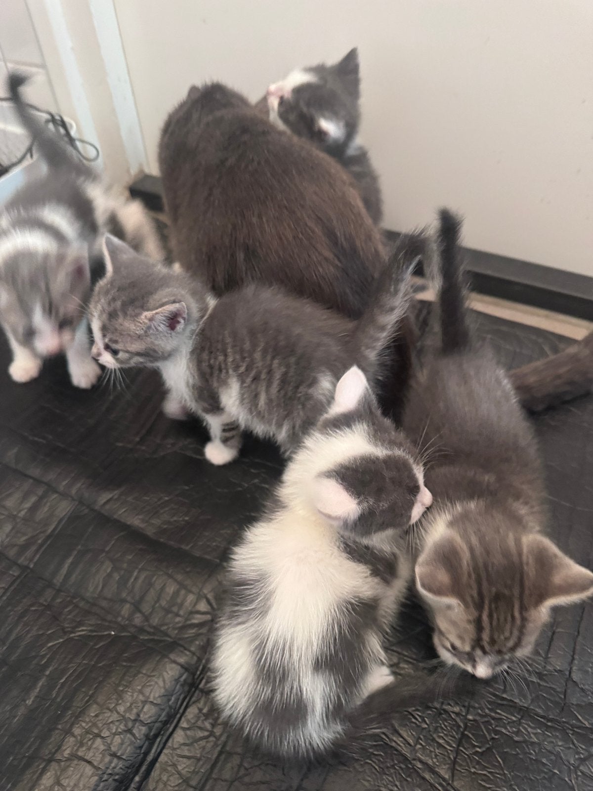 Mooi kittens te koop