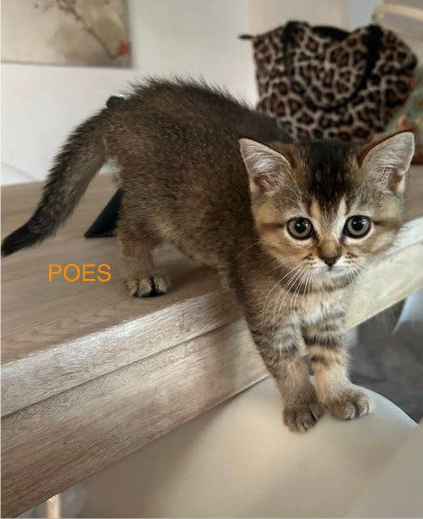 Raszuiver Britse korthaar kitten poesje mag verhuizen, Dieren en Toebehoren, Katten en Kittens | Raskatten | Korthaar, Poes, 0 tot 2 jaar