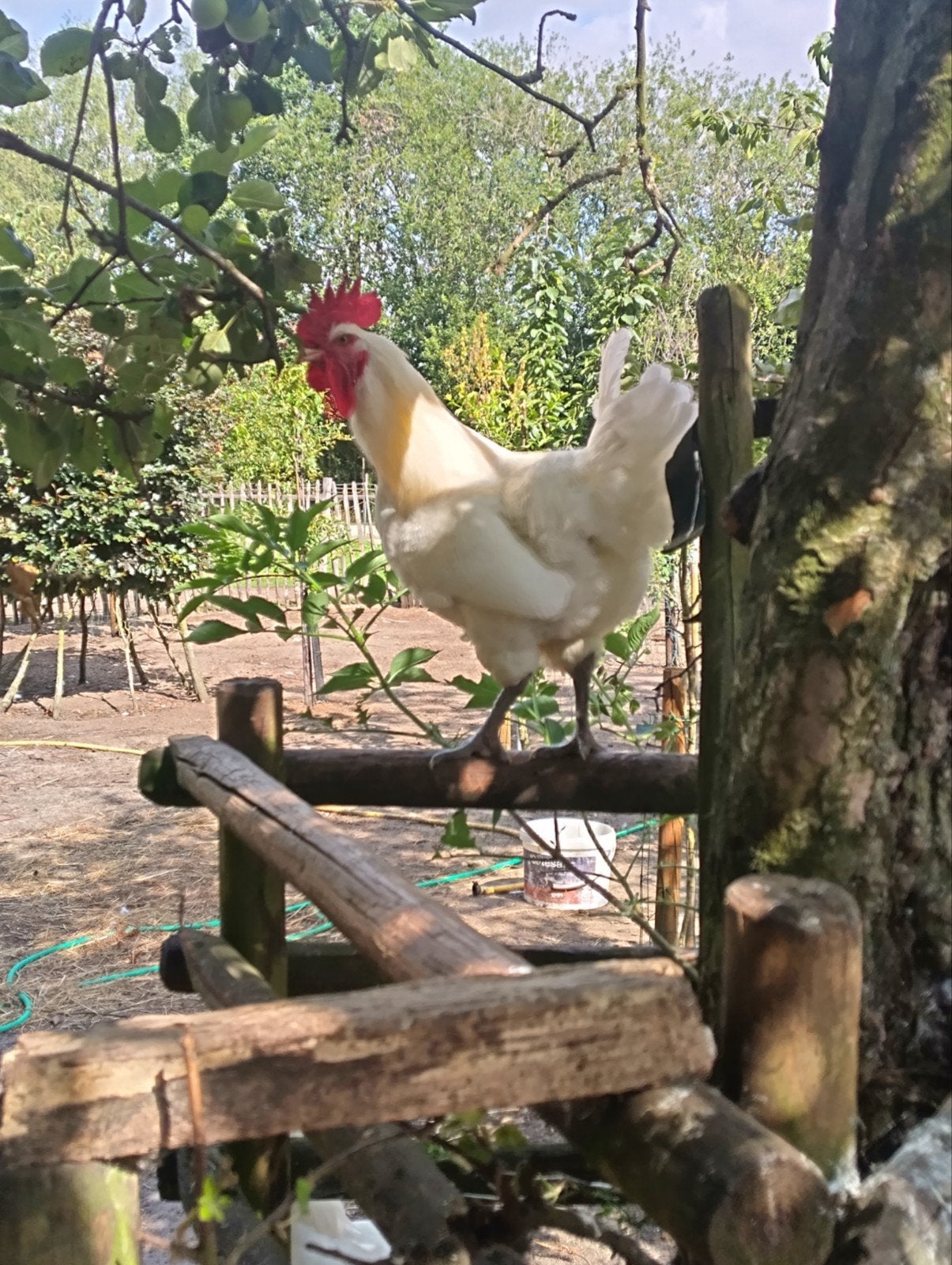 Poule de Bresse hanen (feb 2026), Dieren en Toebehoren, Pluimvee, Mannelijk, Kip