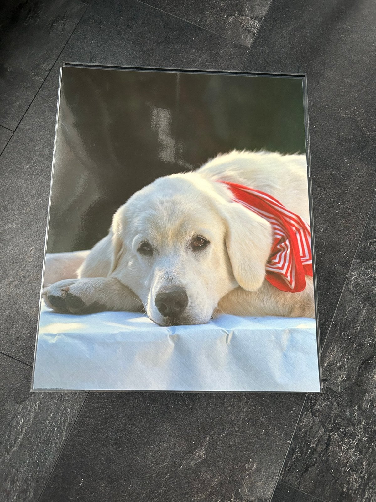 Gelamineerde poster/foto van een hond 40x50 cm, Ophalen, Minder dan 50 cm, Zo goed als nieuw, Foto of Poster