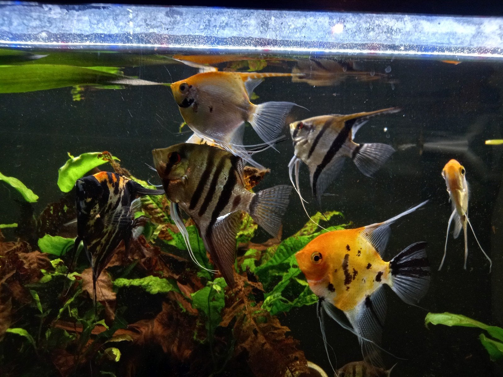 10 maanvissen, Dieren en Toebehoren, Vis