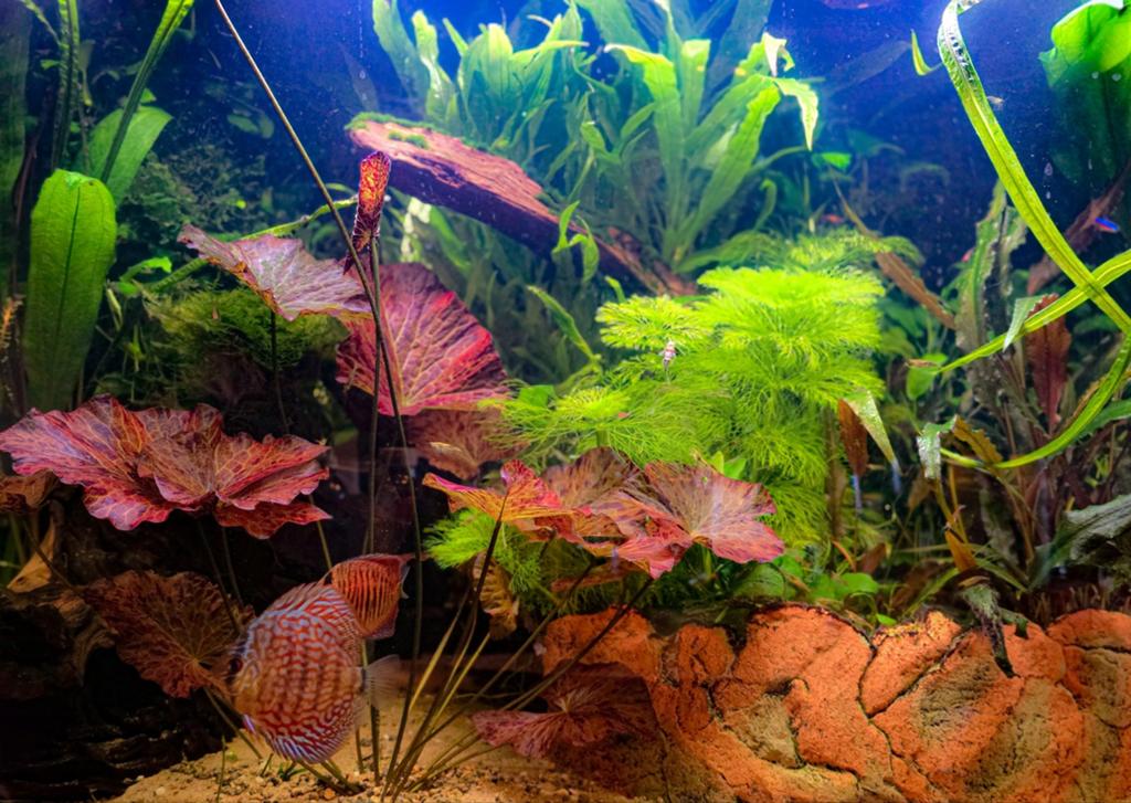 Aquarium  ciano, Ophalen of Verzenden, Zo goed als nieuw