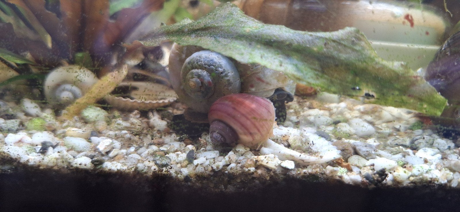 Appelslakken verschillende kleuren, Dieren en Toebehoren, Vissen | Aquariumvissen, Slak of Weekdier