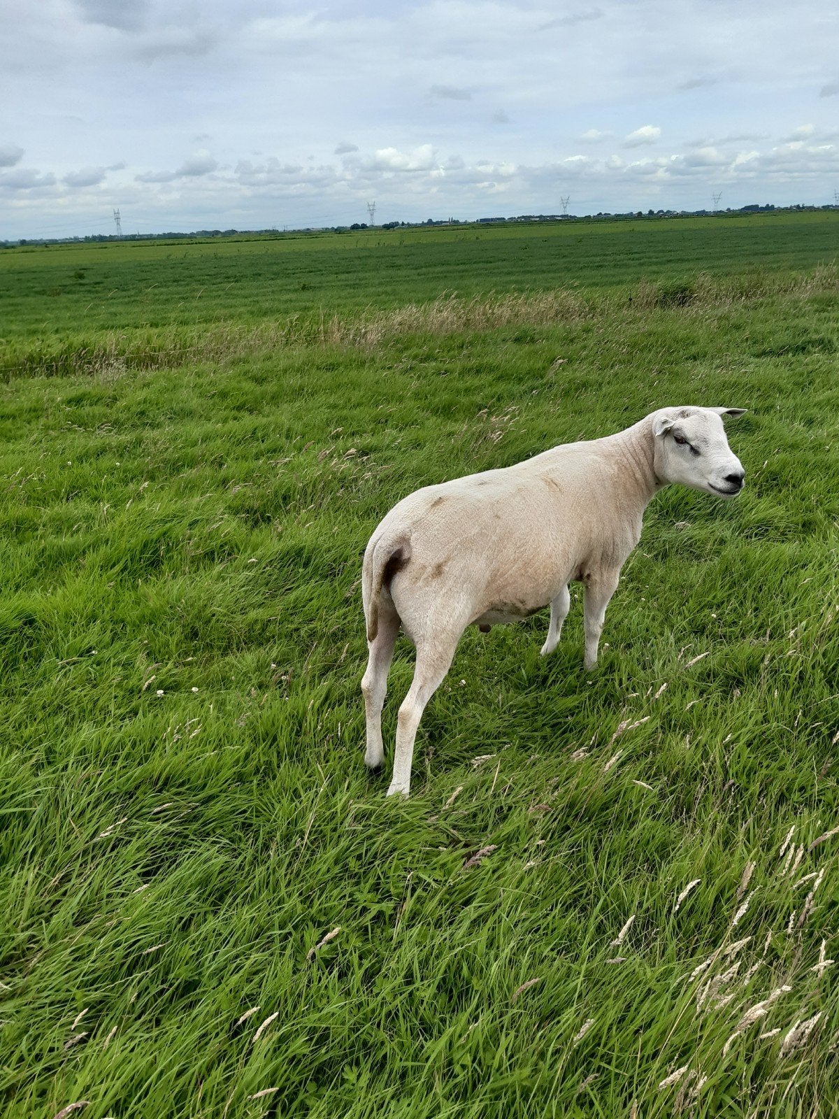 Te koop mooie dekram., Dieren en Toebehoren, Mannelijk, Schaap