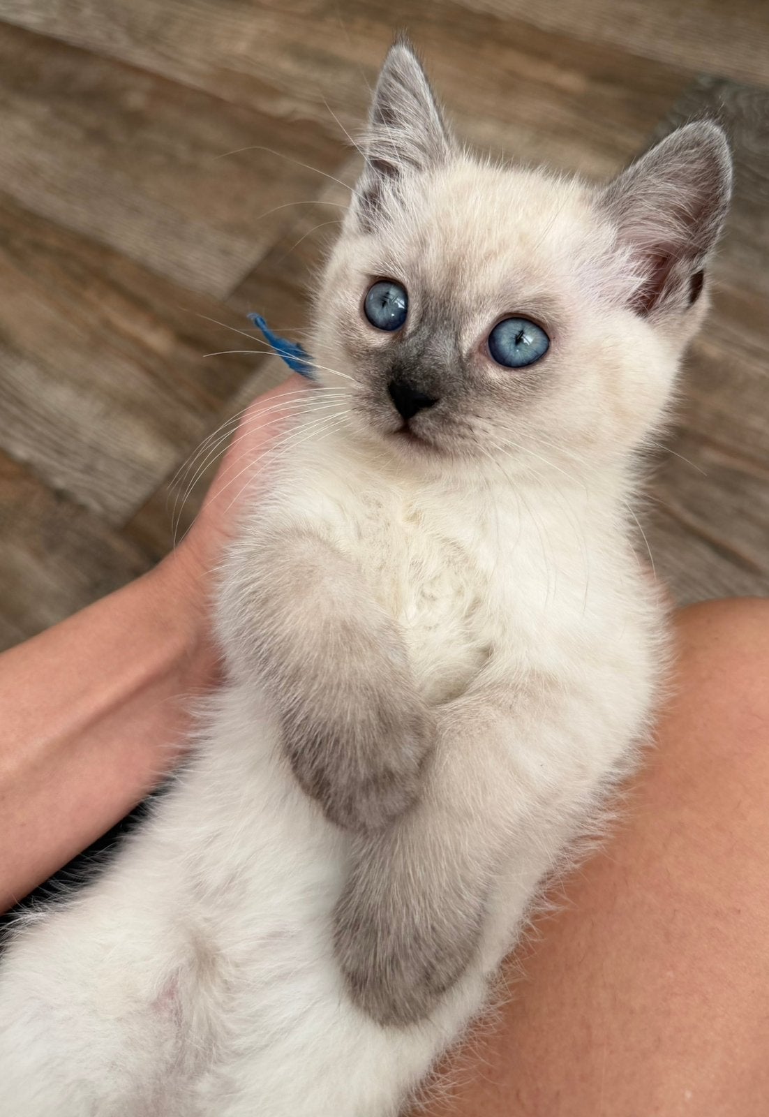 Britse korthaar blue point katertje, Dieren en Toebehoren, Kater, Ontwormd