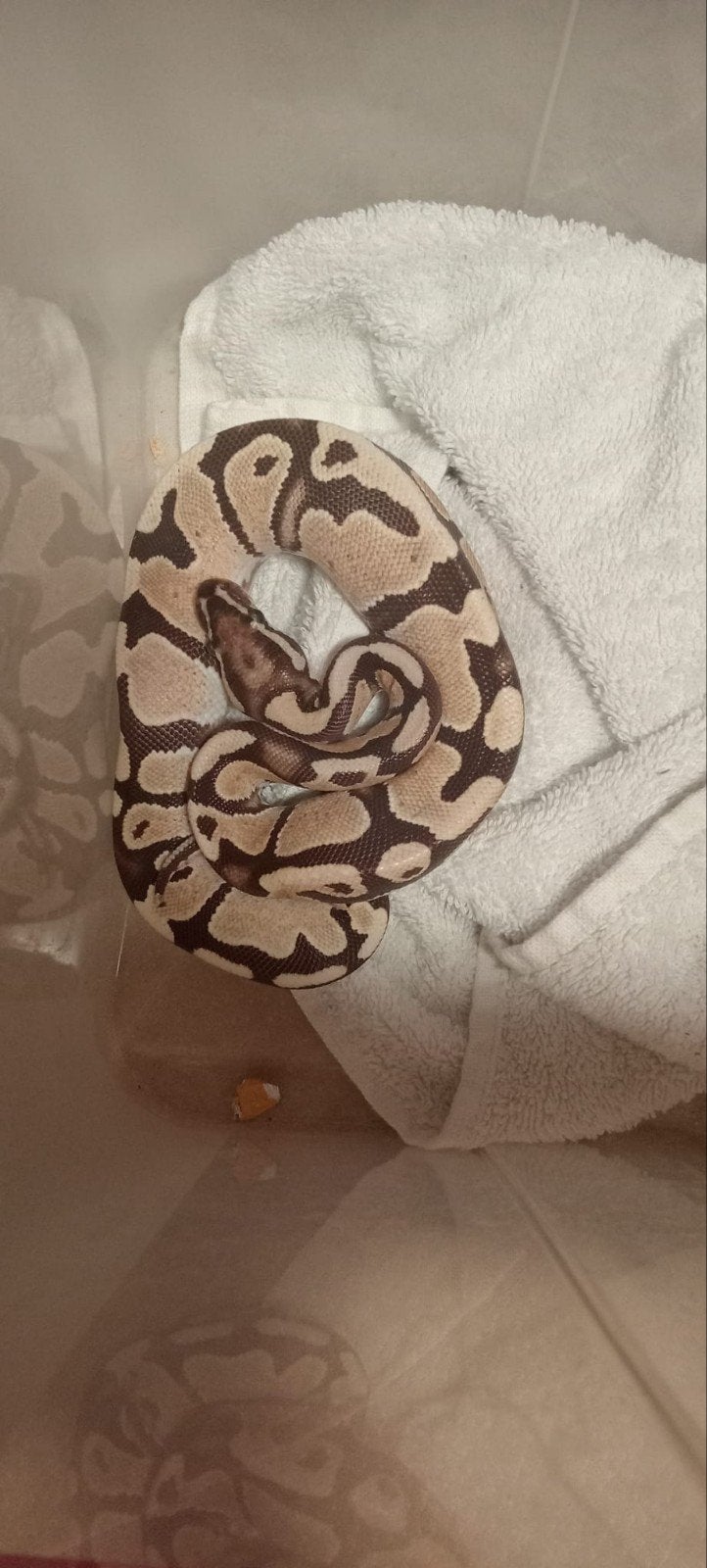 2 ball pythons vrouwtjes Ball Python photo 2
