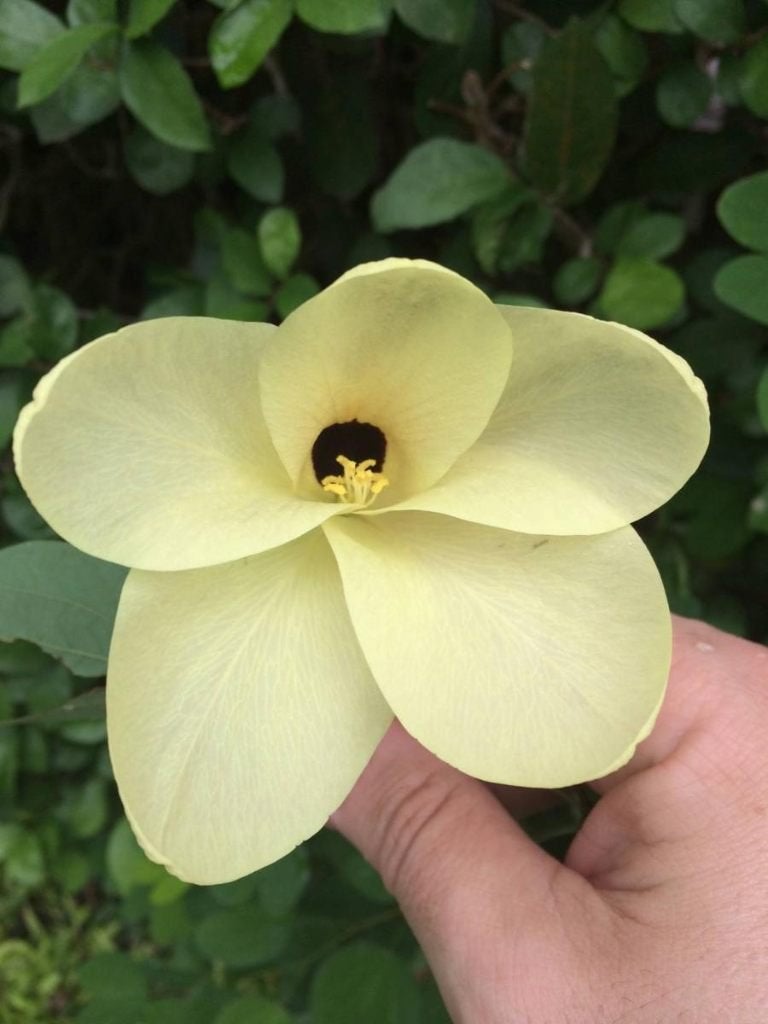 Gele Orchideen Boom zaadjes, Verzenden, Volle zon