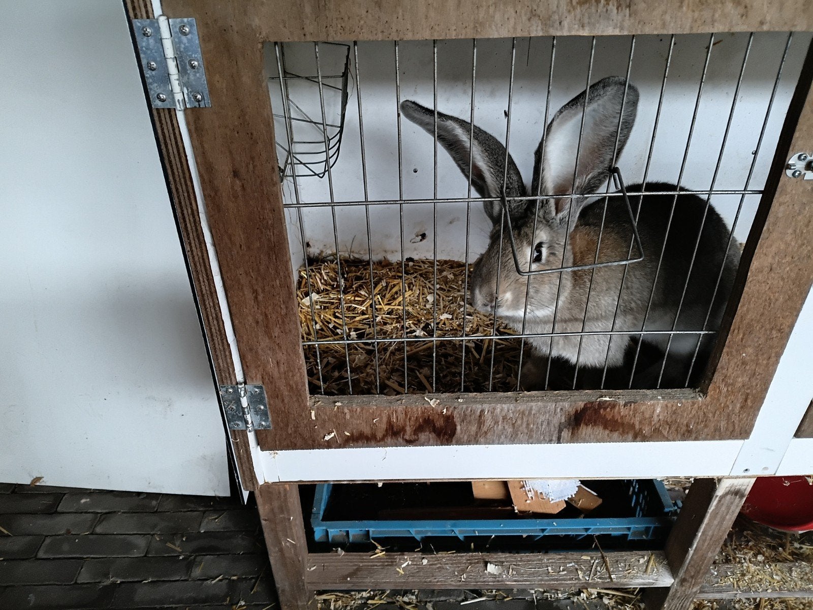 te koop vlaamse reus, ram, Dieren en Toebehoren, Konijnen, Mannelijk, Groot