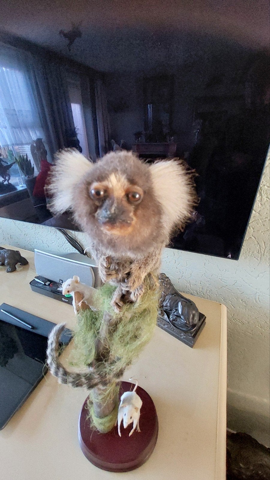 Taxidermie opgezette witoor dwerg penseel dwergaapje, Ophalen, Vogel, Opgezet dier