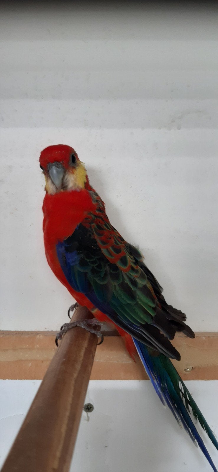 Stanley rosella man