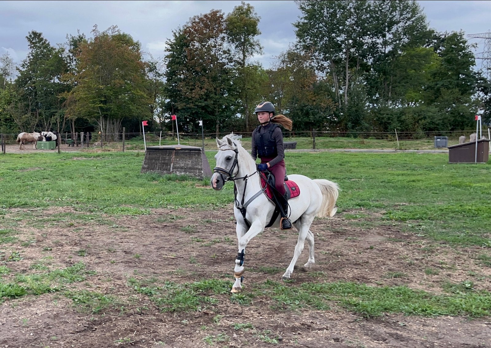Zeer lieve, knappe allround c-pony, Dieren en Toebehoren, Gechipt, Ruin, M, C pony (1.27m tot 1.37m)