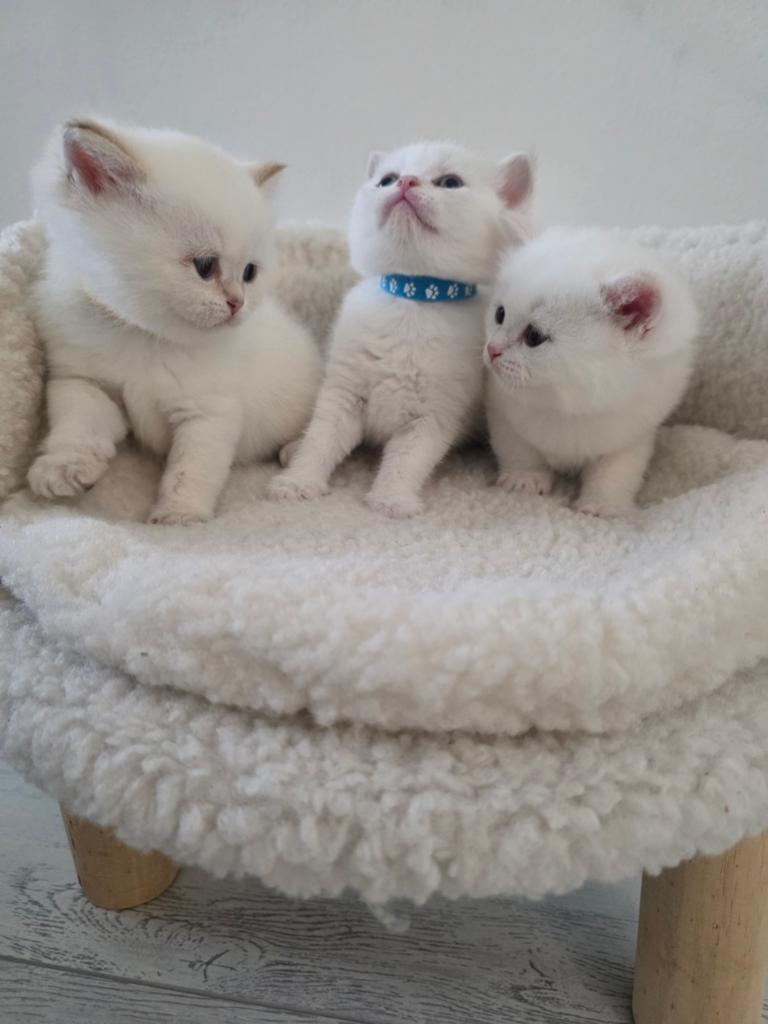 Britse korthaar kittens, Dieren en Toebehoren, Katten en Kittens | Raskatten | Korthaar, Kater, Ontwormd, 0 tot 2 jaar