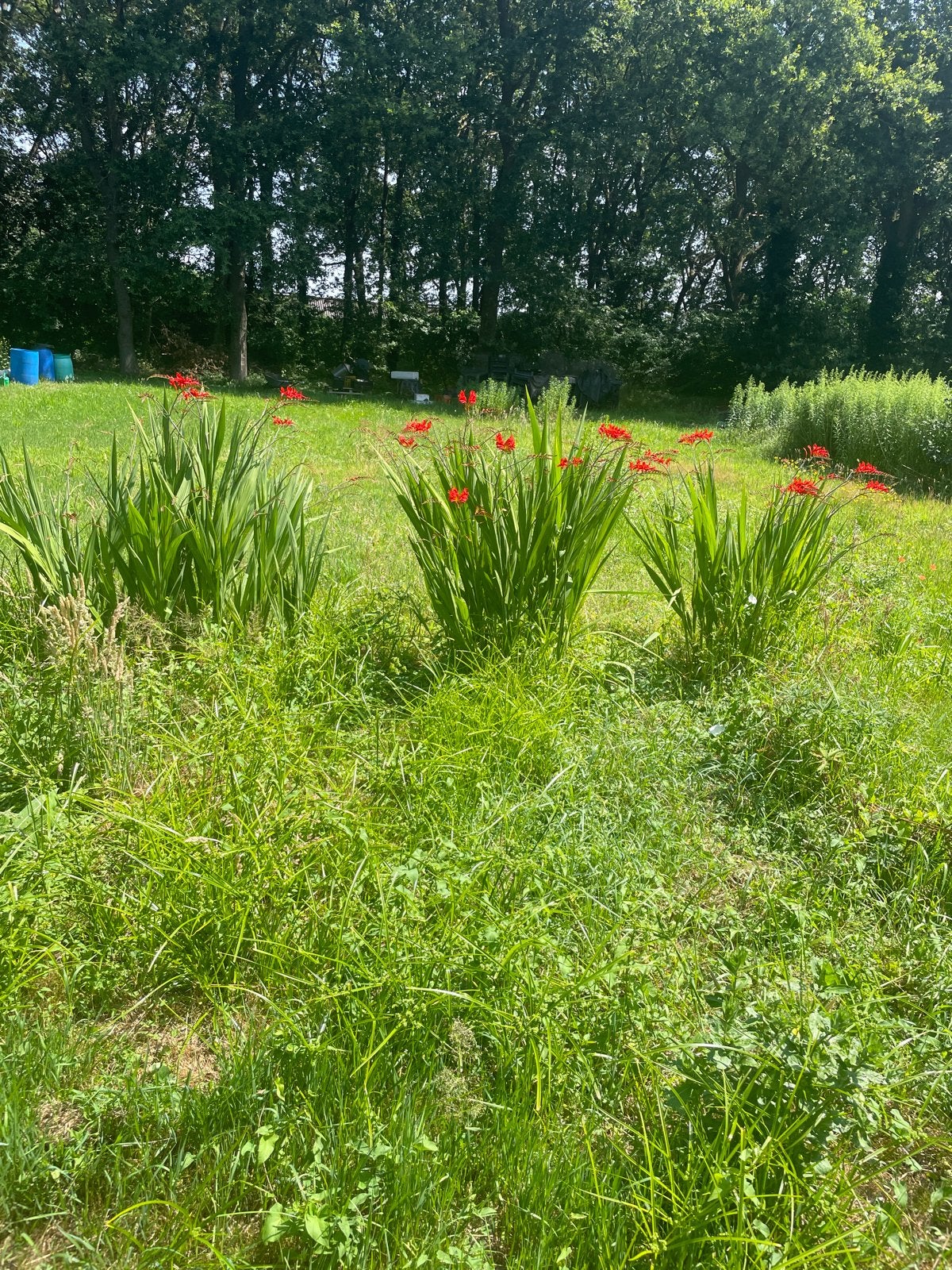Opvallende Crocosmia 'Lucifer' voor uw tuin, Tuin en Terras, Volle zon, Vaste plant, Zomer, Ophalen