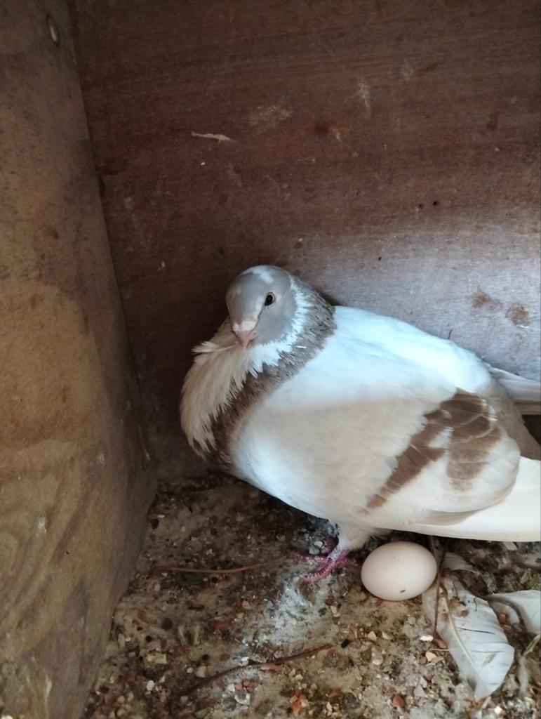 Te koop, Dieren en Toebehoren, Vogels | Duiven, Vrouwelijk, Kropper