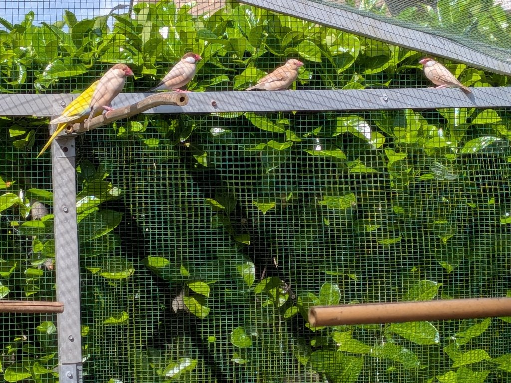 Te koop 2 jonge rijstvogels, Geslacht onbekend, Tropenvogel