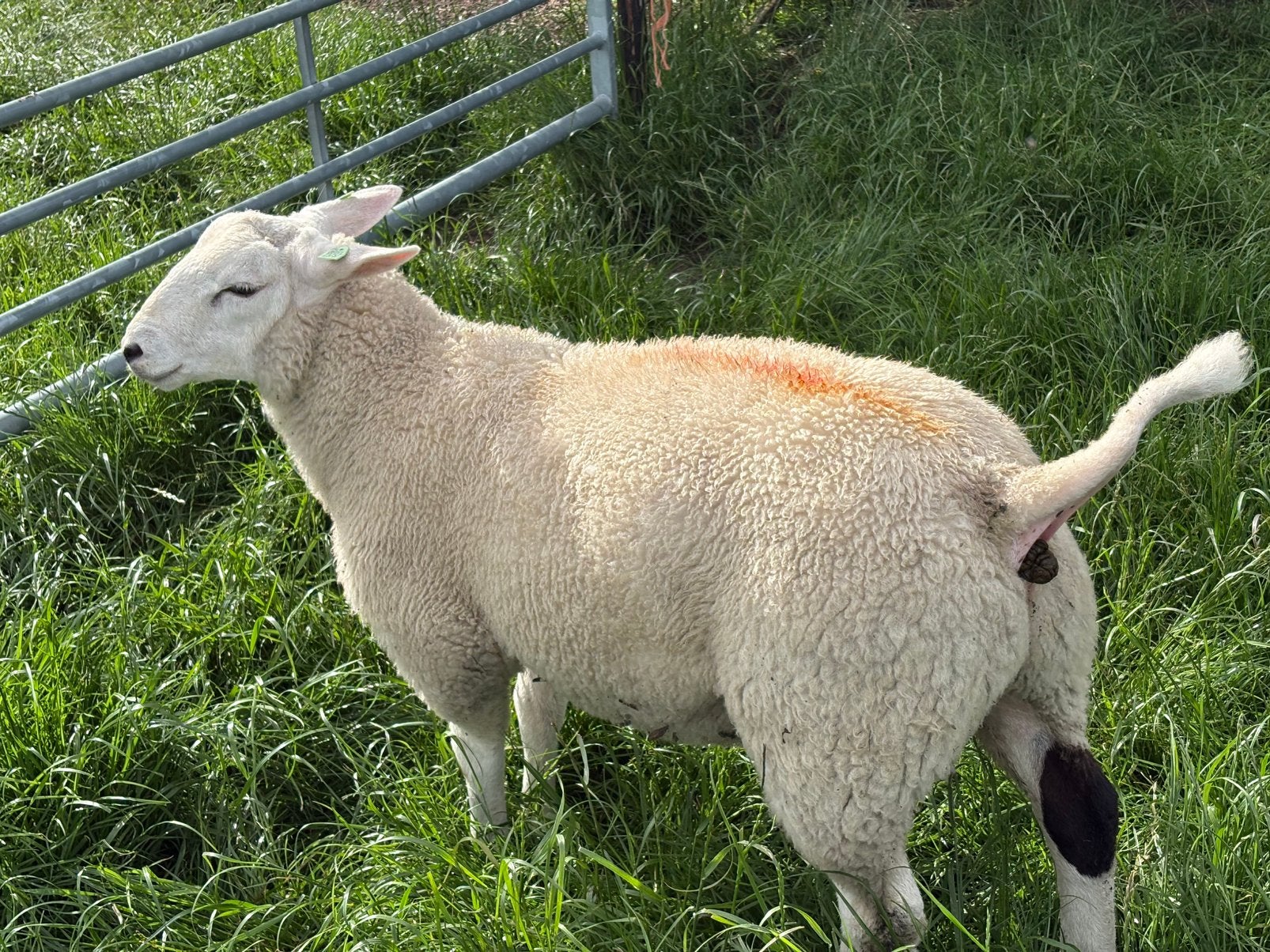 Stamboek gekeurde swifter dekrammen, Mannelijk, Schaap