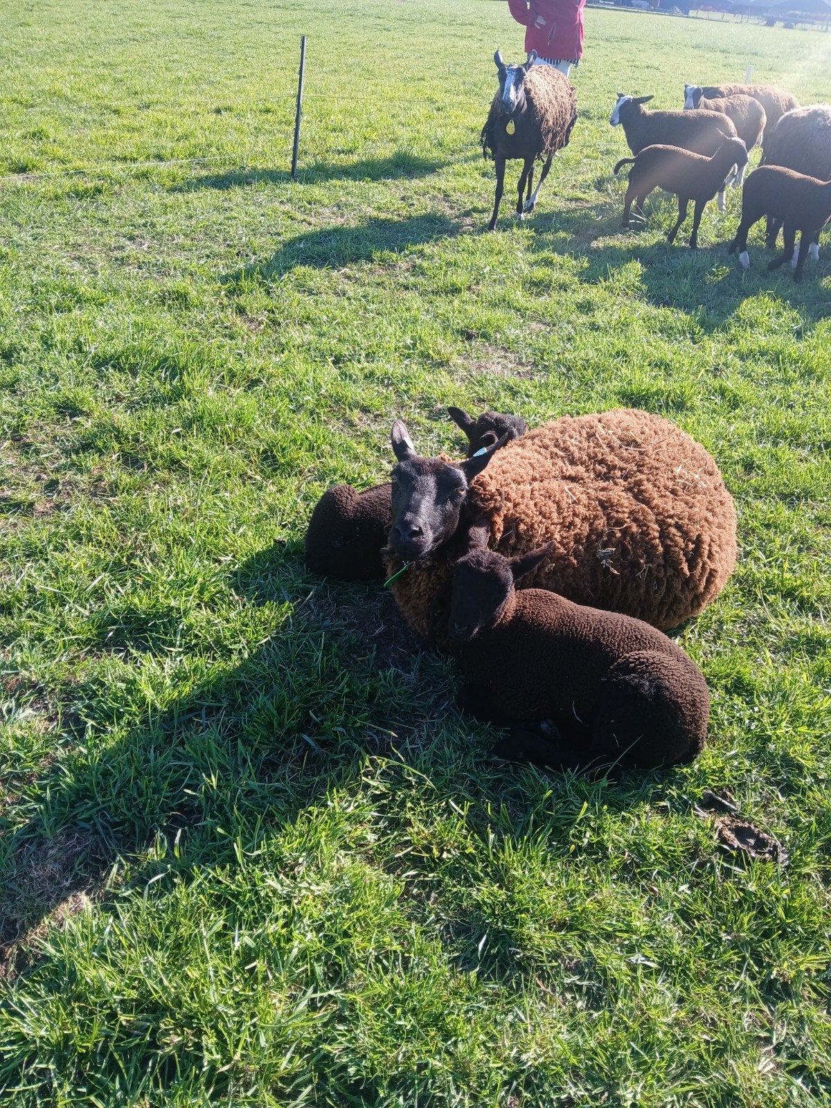Zwartbles x texelaar lammeren, Dieren en Toebehoren, Meerdere dieren, Schaap