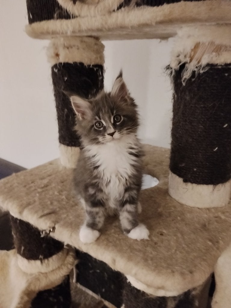 Russische Maine Coon kittens Met stamboom, Dieren en Toebehoren, Katten en Kittens | Raskatten | Langhaar, Meerdere dieren, Met stamboom