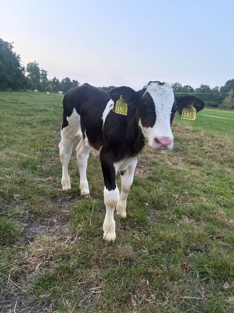 Te koop kruising bb stierkalf, Dieren en Toebehoren, Runderen, Mannelijk, 0 tot 2 jaar