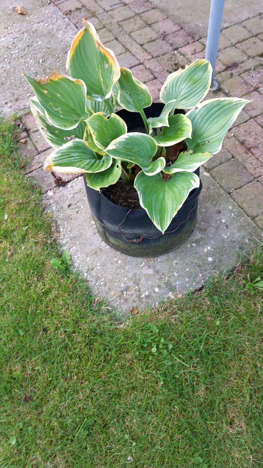 Groot bladige Hosta vaste plant in jute container, Vaste plant, Halfschaduw, Zomer, Ophalen