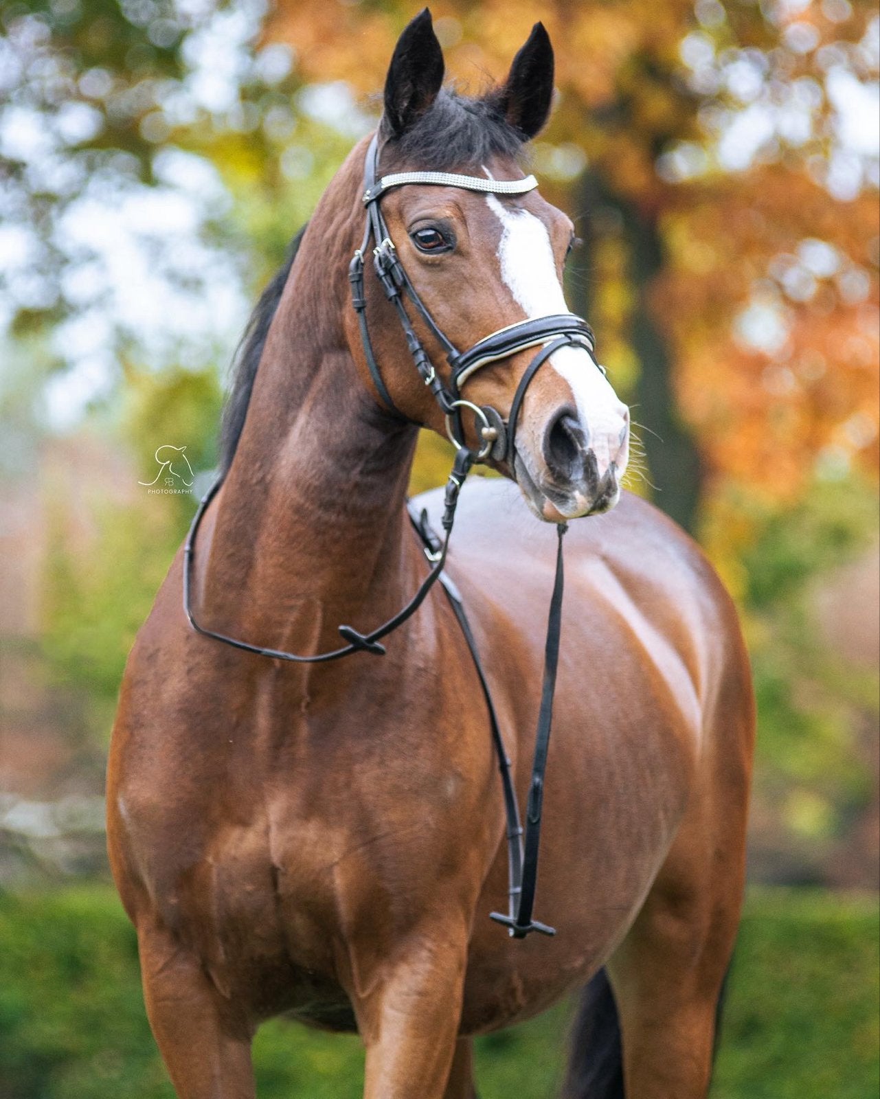 Knappe d pony, Dieren en Toebehoren, Pony's, L, 11 jaar of ouder, Recreatiepony, D pony (1.37m tot 1.48m)