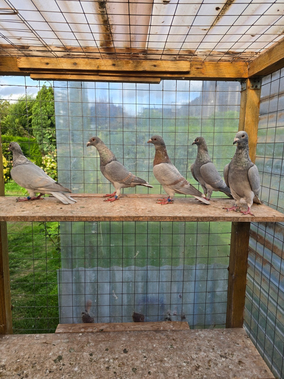 Binding Reduced postduiven duiven te koop, Meerdere dieren, Postduif
