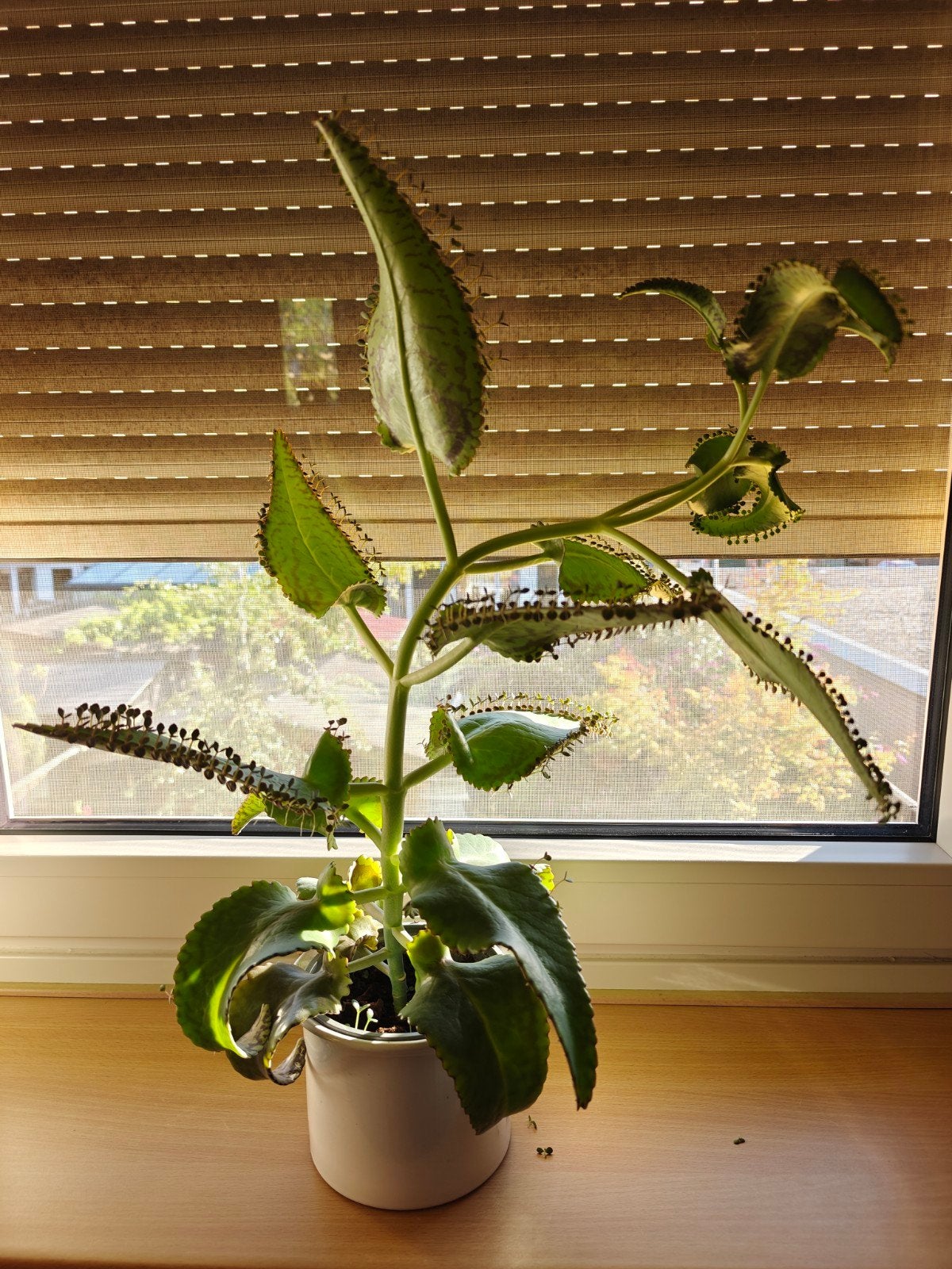 Mother of Thousands (Kalanchoe daigremontiana/bommenwerper), Huis en Inrichting, Kamerplanten, Ophalen, Minder dan 100 cm