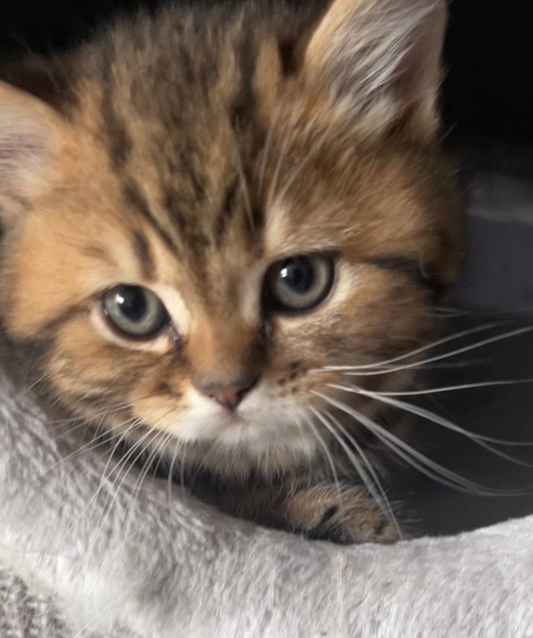 Britse Korthaar kittens ., Dieren en Toebehoren, Poes