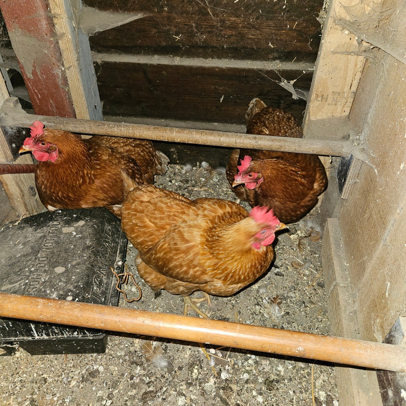 3 legkippen, Vrouwelijk, Kip