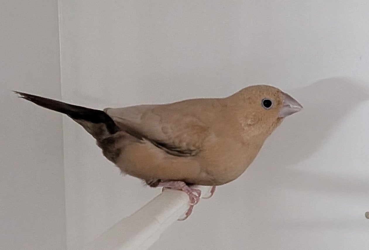 koppel zilverbekken, Meerdere dieren, Tropenvogel, Geringd
