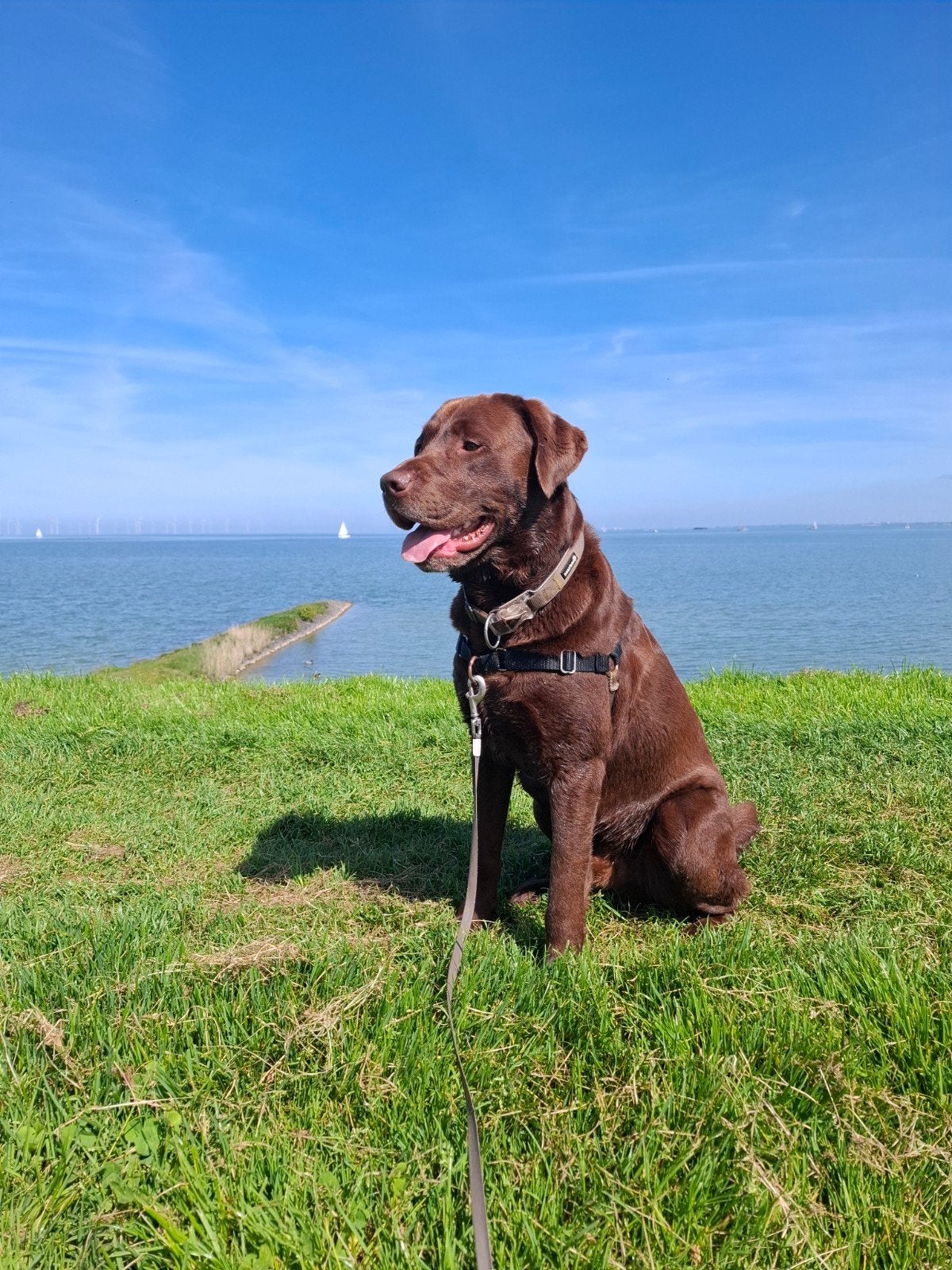 Mooie ervaren, gezonde labrador dekreu, Reu, Eén hond, 3 tot 5 jaar, HCC (leverziekte)
