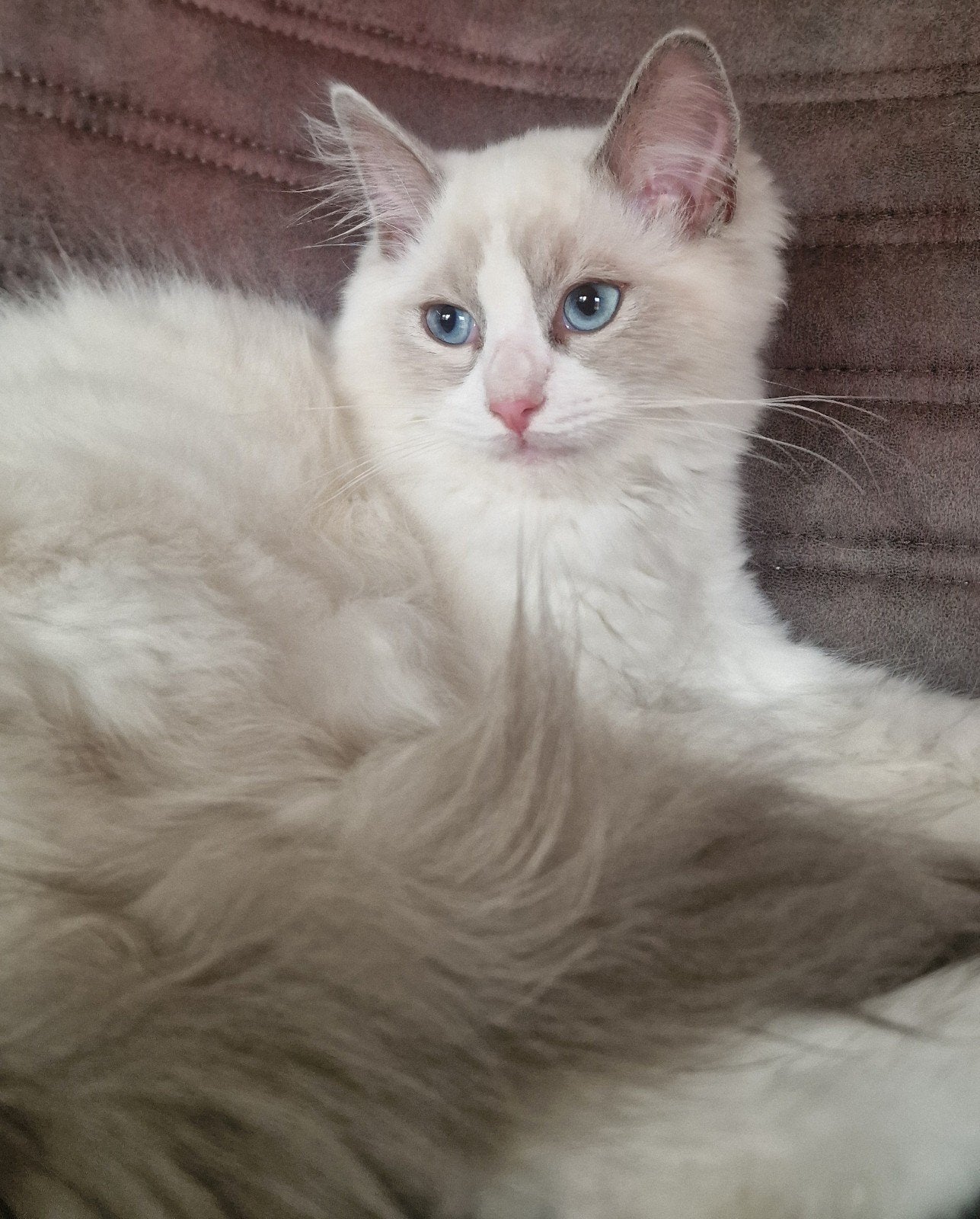 Ragdoll buitenlandse lijn met stamboom, Dieren en Toebehoren, Meerdere dieren, Met stamboom, 0 tot 2 jaar
