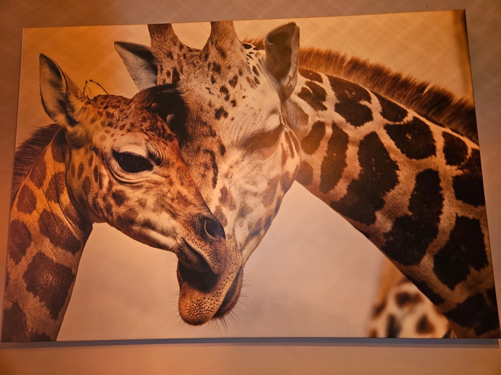 Canvas supergroot giraffes  90 bij 120, Nieuw, Ophalen of Verzenden, Hout, Overige kleuren