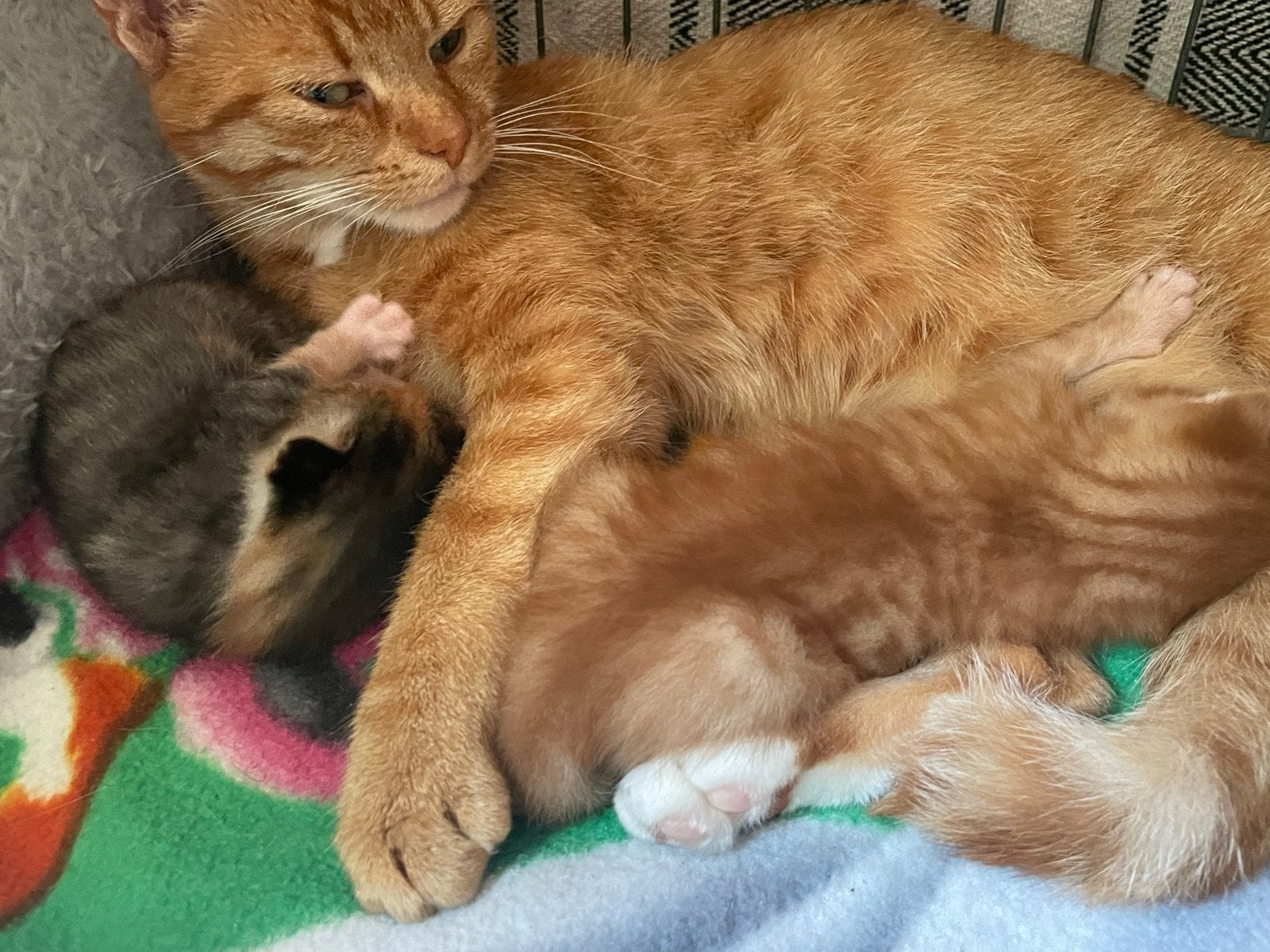 Super mooie cypers kittens 28-08-26, Dieren en Toebehoren, Katten en Kittens | Overige Katten, Meerdere dieren, Langharig, 0 tot 2 jaar