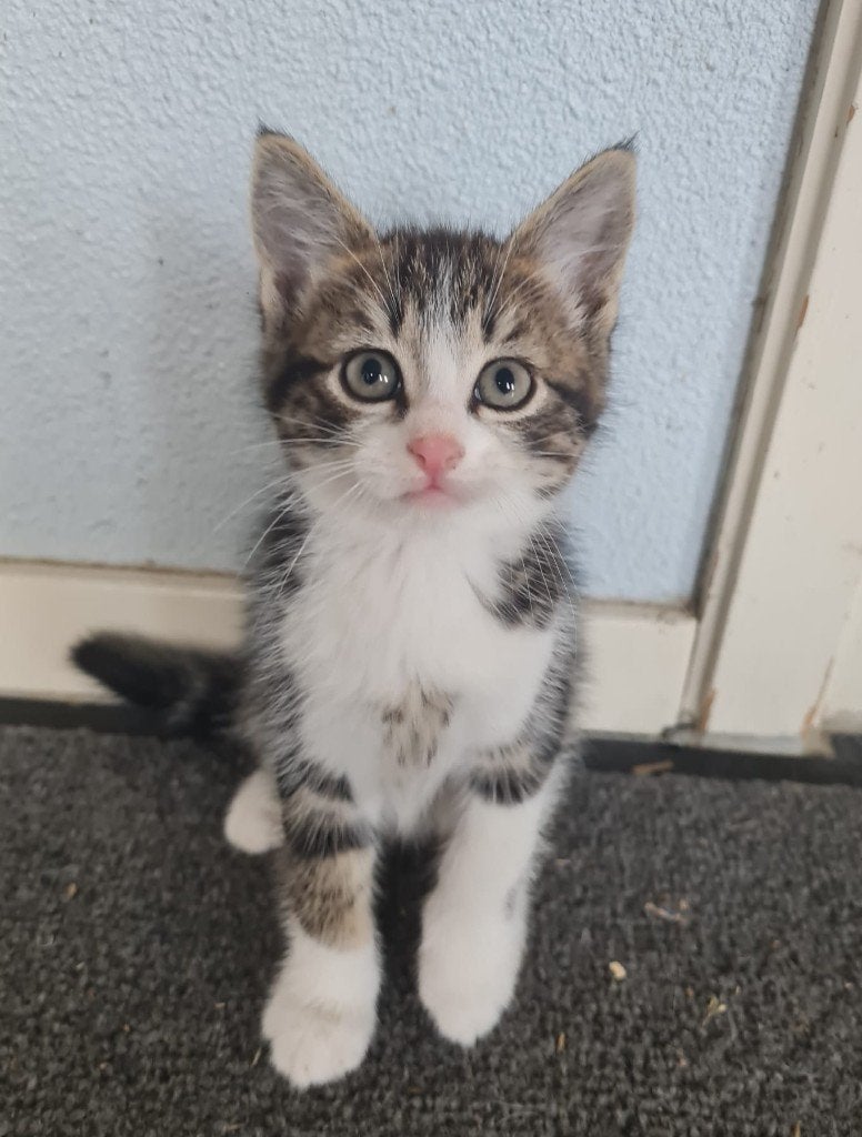 Lieve boerderij kittens, Meerdere dieren, 0 tot 2 jaar