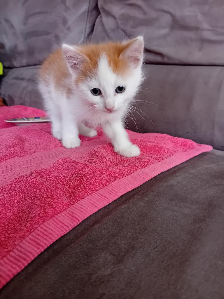 Nog 2 boerderij kittens zoeken boerderij, Dieren en Toebehoren, Meerdere dieren, Kortharig, 0 tot 2 jaar
