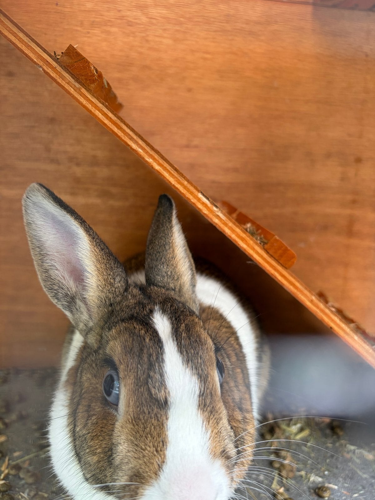 Konijnen, Dieren en Toebehoren, Konijnen, Meerdere dieren