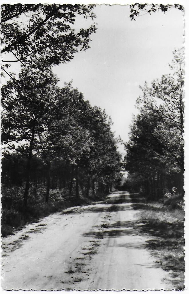 Pa1470 oude ansichtkaart vessem bospad ( gelopen ), Ophalen of Verzenden, 1980 tot heden, Gelopen
