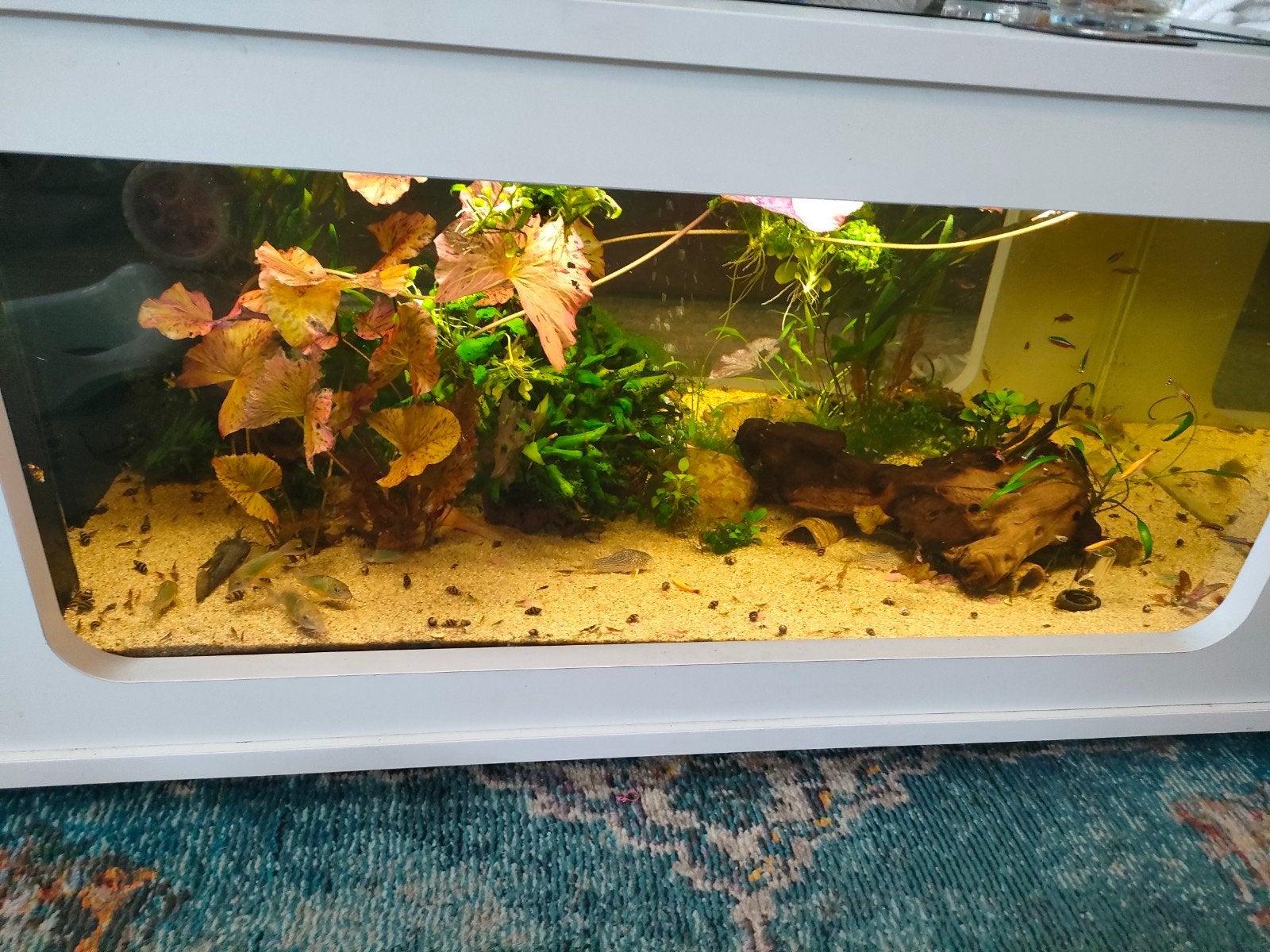 Helena slakken, Dieren en Toebehoren, Slak of Weekdier