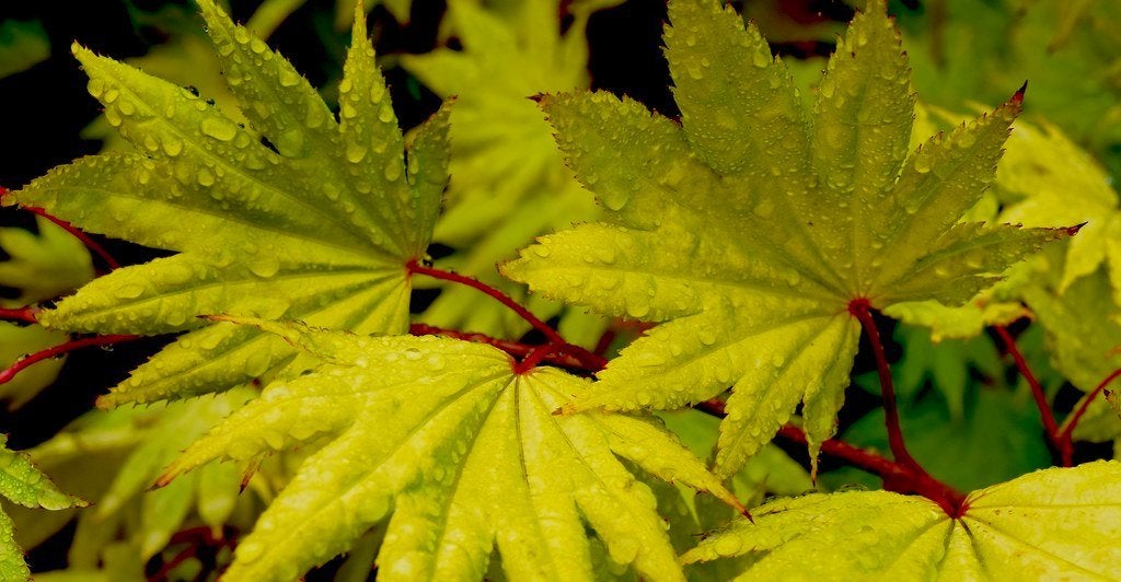 1 grote Acer  Jordan Japanse Esdoorn € 49,50, Ophalen of Verzenden, Esdoorn, Struik, Minder dan 100 cm